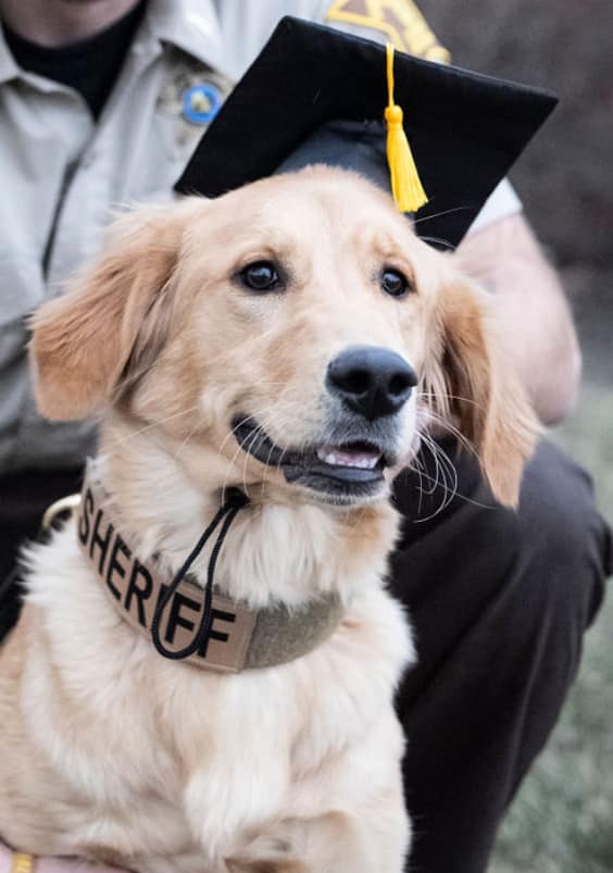 Graduation Night: From Underdogs to Unstoppable K9s